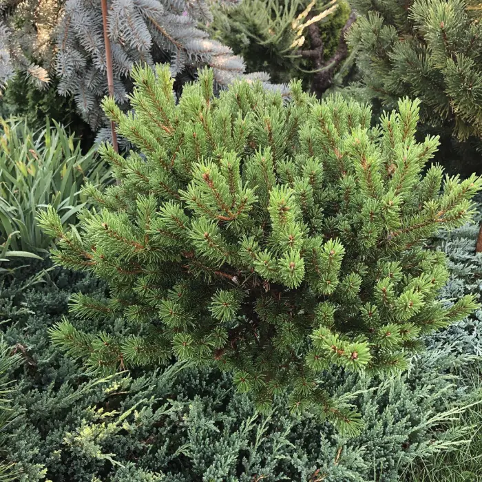 Прививка Pinus banksiana Wiskonsin