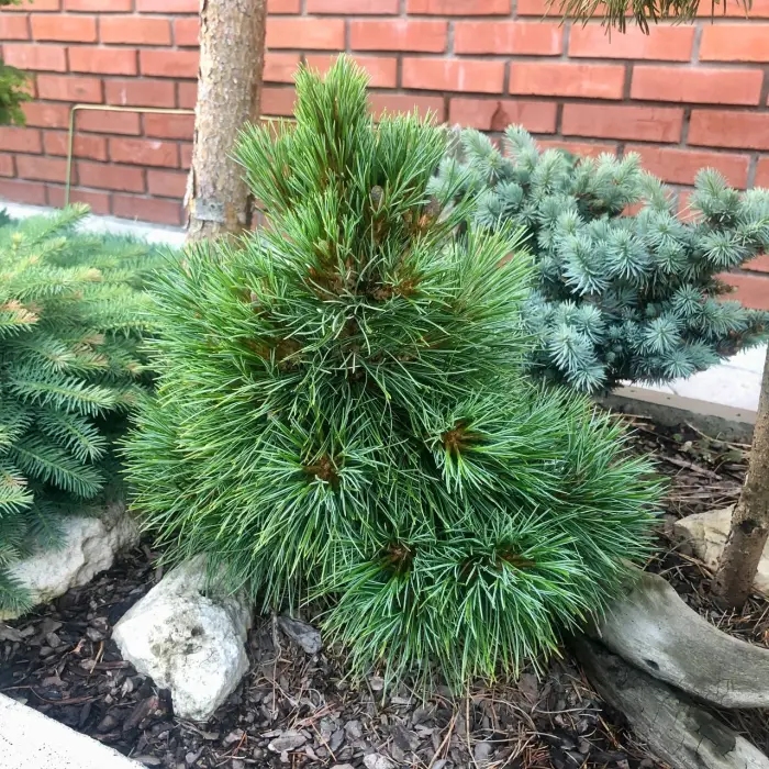 Прививка Pinus cembra David