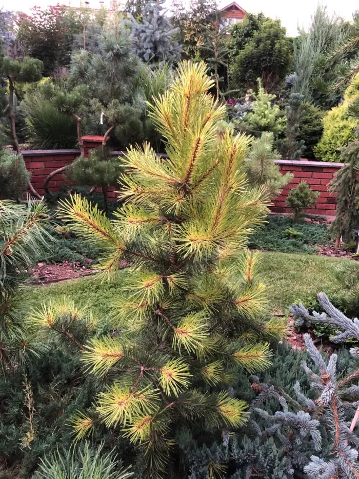 Прививка Pinus contorta Taylor's Sunburst