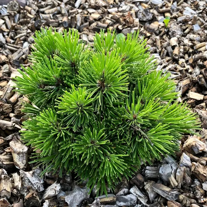 Прививка Pinus heldreichii Pygmy
