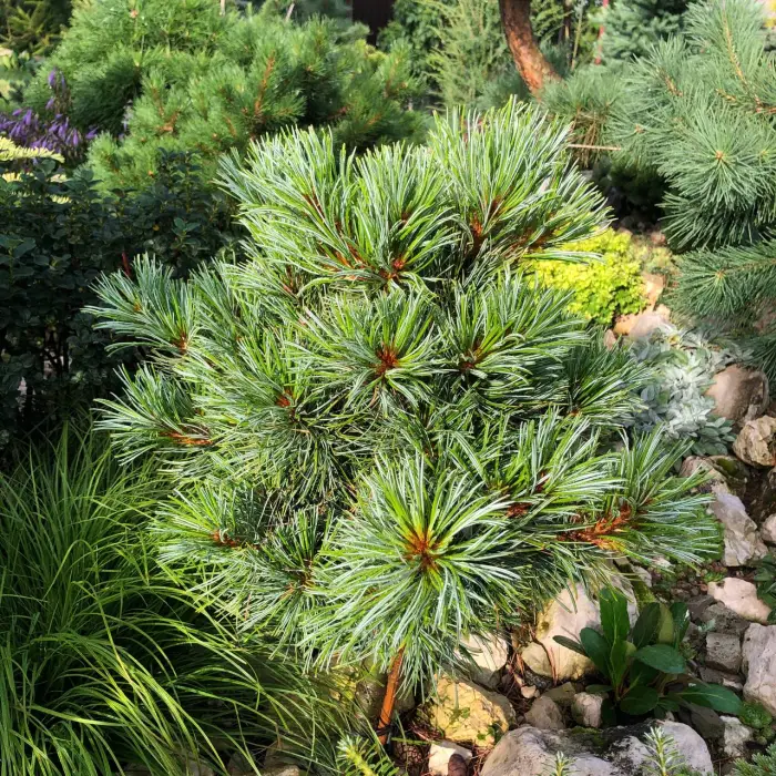 Прививка Pinus koraiensis Blue Ball
