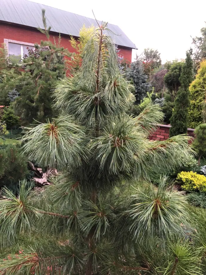 Прививка Pinus koraiensis Dragon Eye