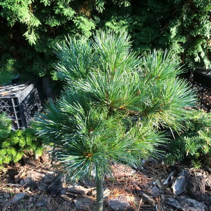 Прививка Pinus koraiensis Gornostay