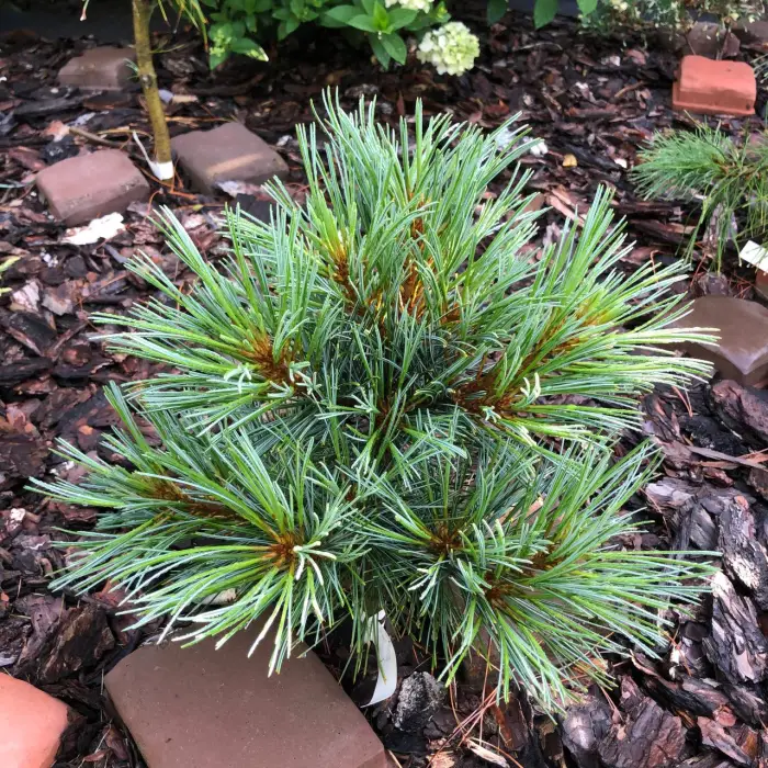 Прививка Pinus koraiensis Perun