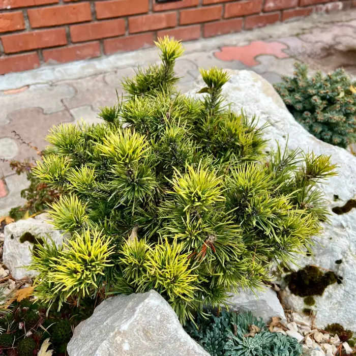 Прививка Pinus mugo Bimbo