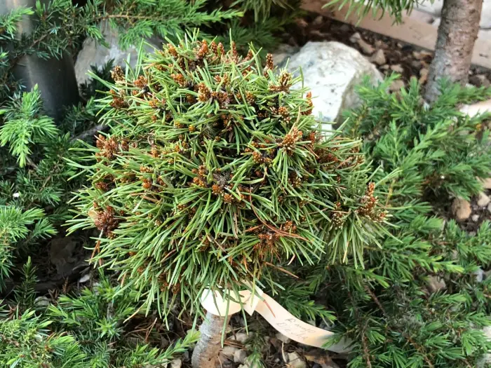 Прививка Pinus mugo Blecha