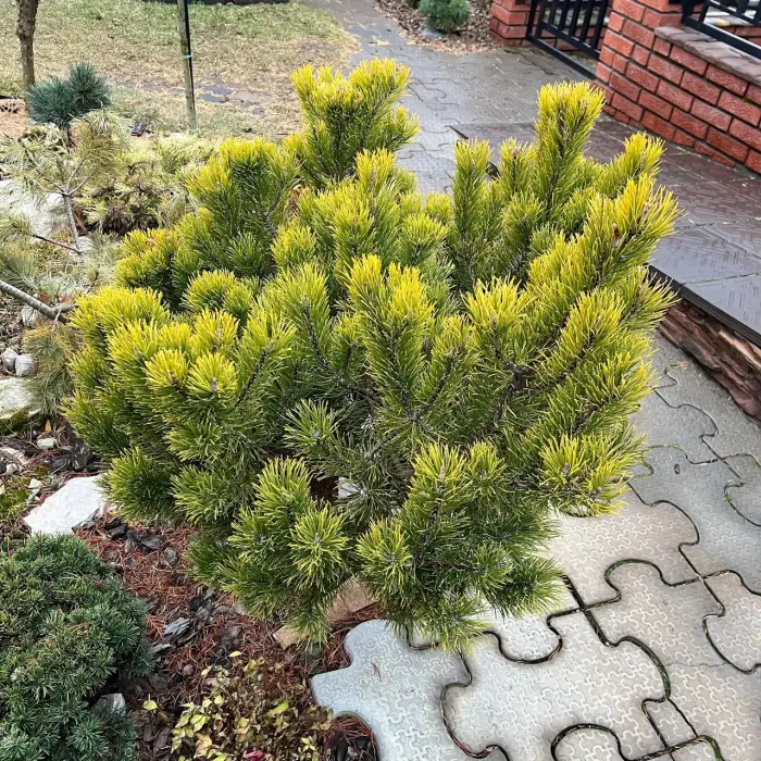 Прививка Pinus mugo Carstens Wintergold