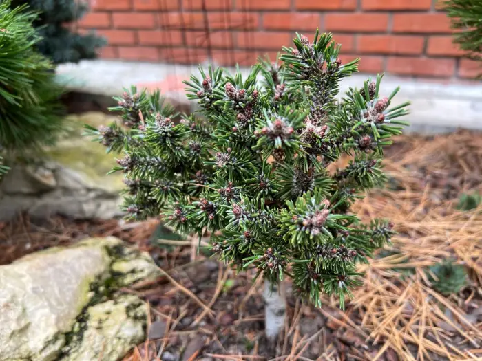 Прививка Pinus mugo Eiselt