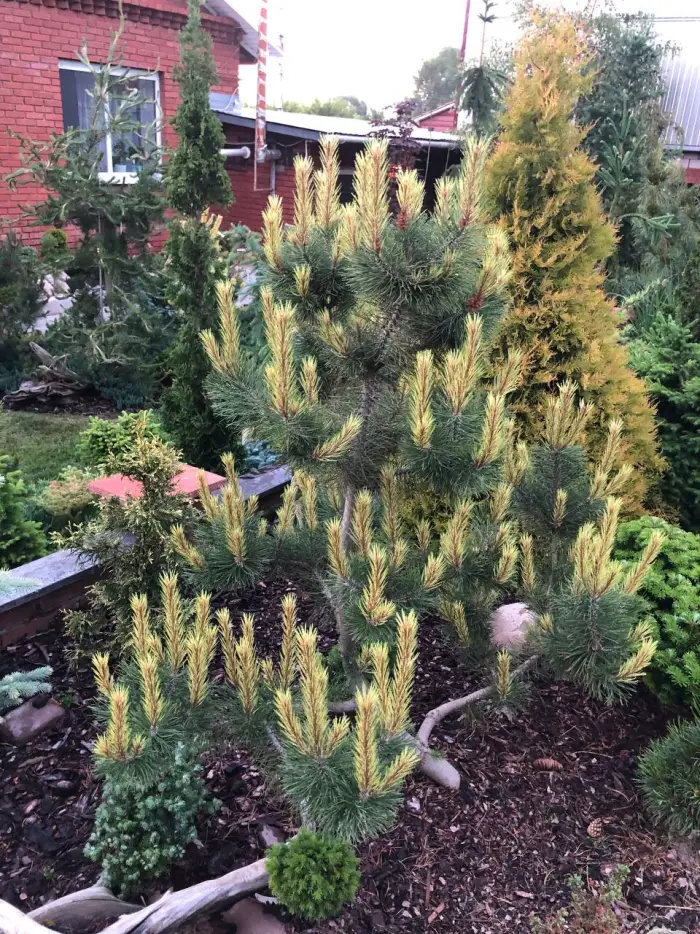 Прививка Pinus mugo Fruhlingsgold
