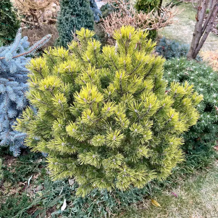 Прививка Pinus mugo Golden Glow