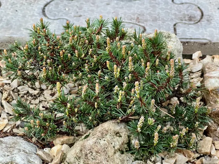 Прививка Pinus mugo Humpy Filip