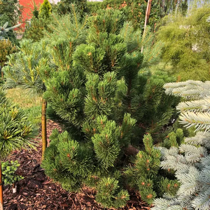 Прививка Pinus mugo Jakobsen