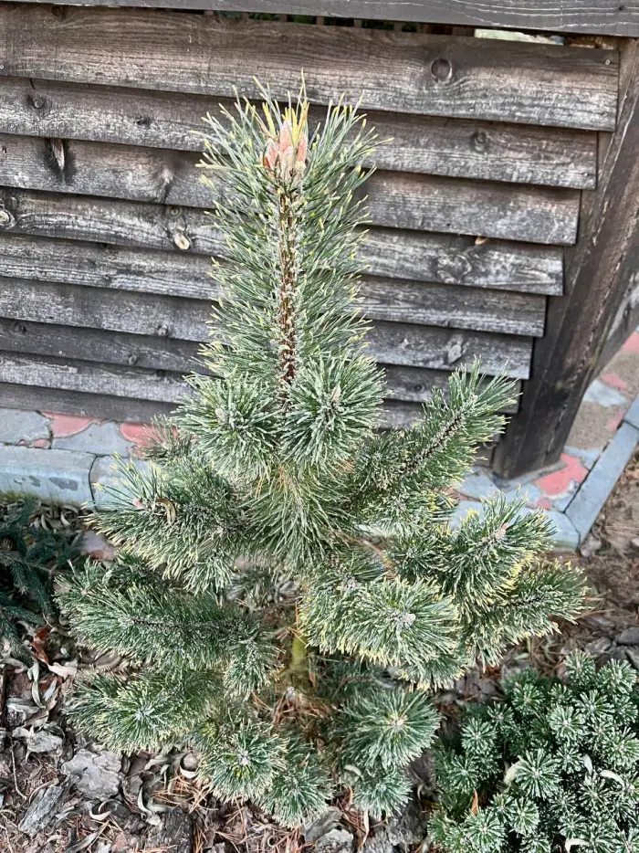 Прививка Pinus mugo Kokarde