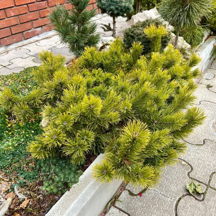 Прививка Pinus mugo Little Goldstar