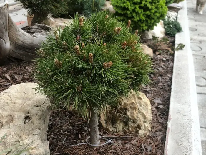Прививка Pinus mugo Margot