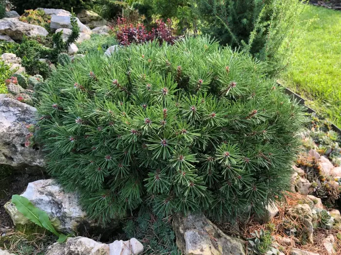 Прививка Pinus mugo Mini Mini