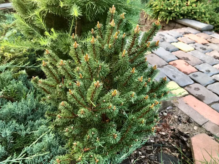 Прививка Pinus mugo Minima Kalous