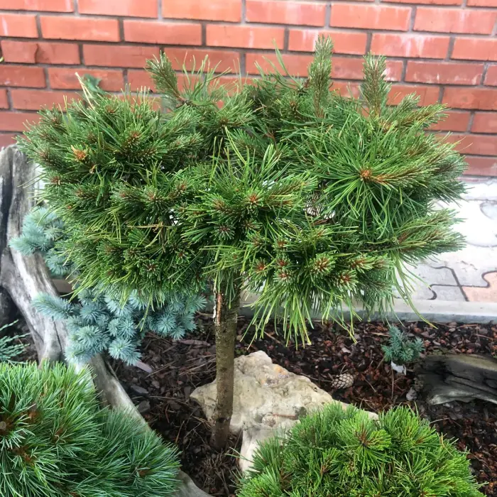 Прививка Pinus mugo Nerost