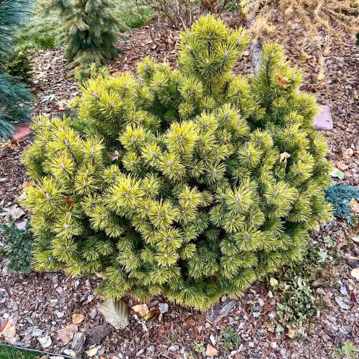 Прививка Pinus mugo Ophir