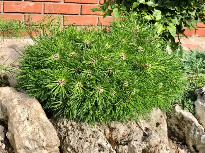 Прививка Pinus mugo Paradekissen
