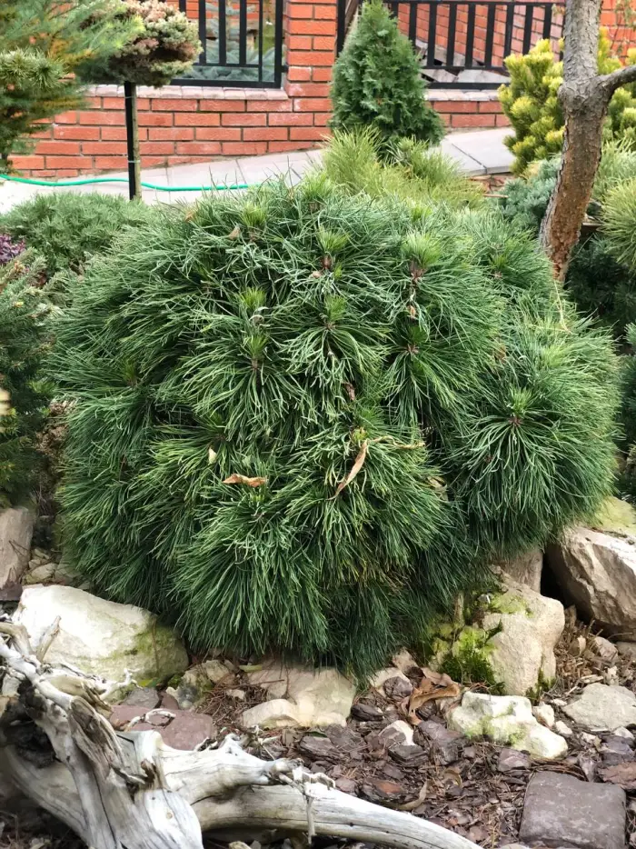 Прививка Pinus mugo Varella
