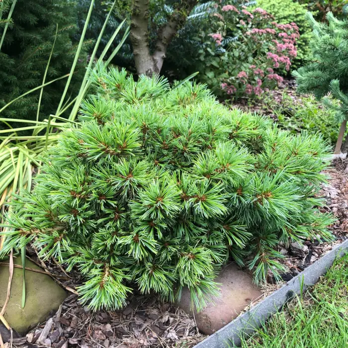 Прививка Pinus parviflora Debby