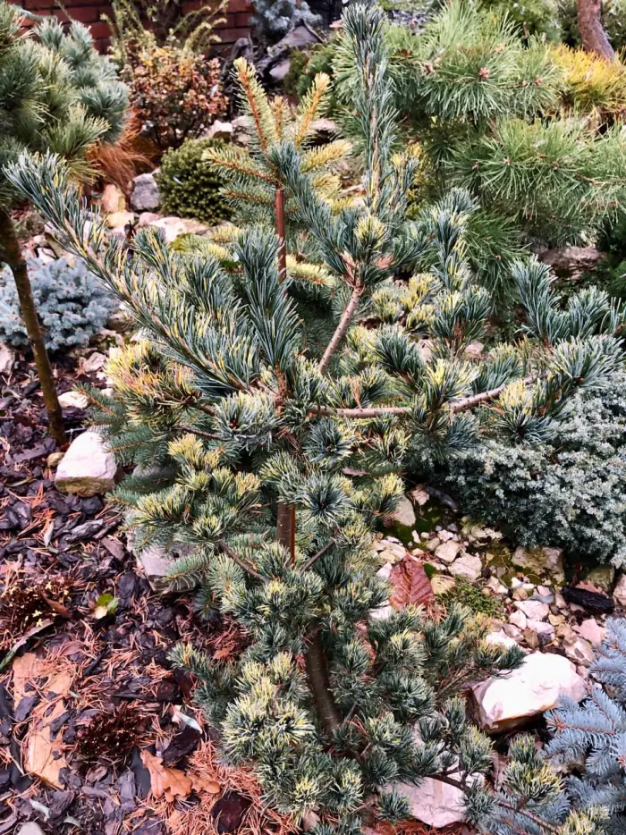 Прививка Pinus parviflora Fukai