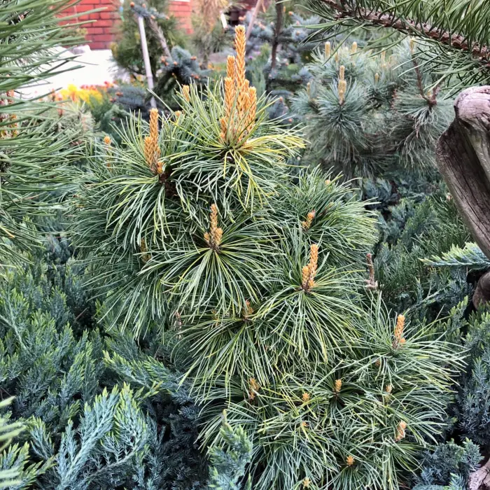 Прививка Pinus parviflora Goldilocks