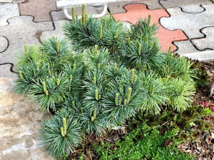 Прививка Pinus parviflora Kin-po