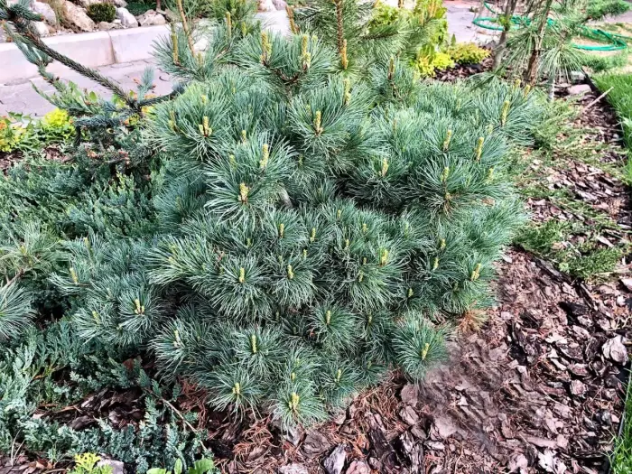 Прививка Pinus parviflora Nelli D