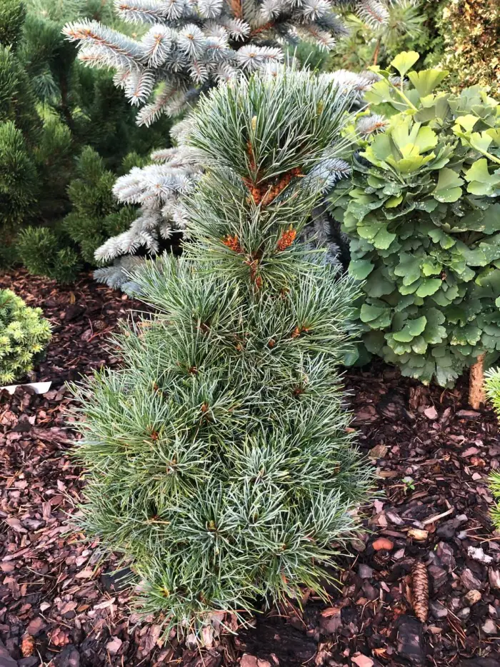 Прививка Pinus peuce Arnold Dwarf
