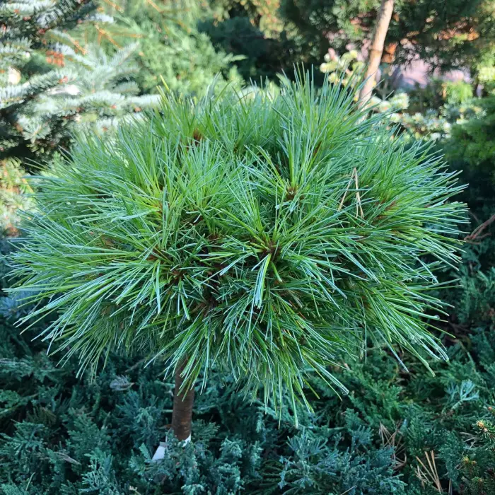 Прививка Pinus peuce Banderica