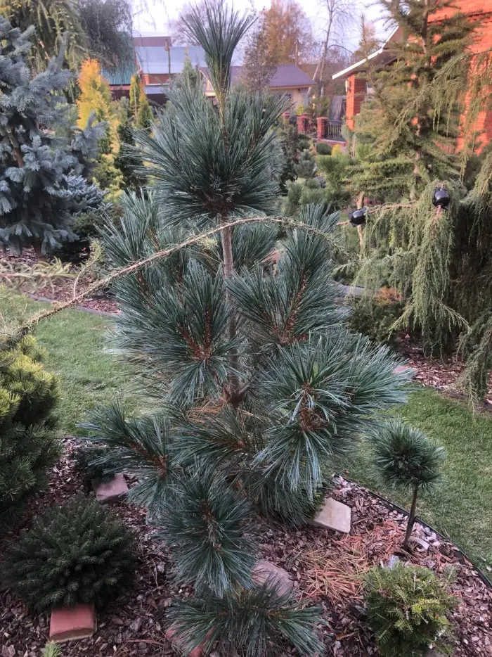 Прививка Pinus peuce Glauca Compacta