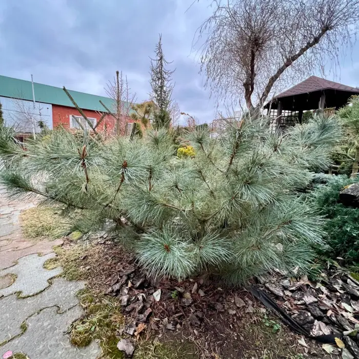 Прививка Pinus pumila Kunashir
