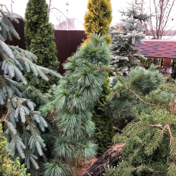 Прививка Pinus schwerinii Wiethorst