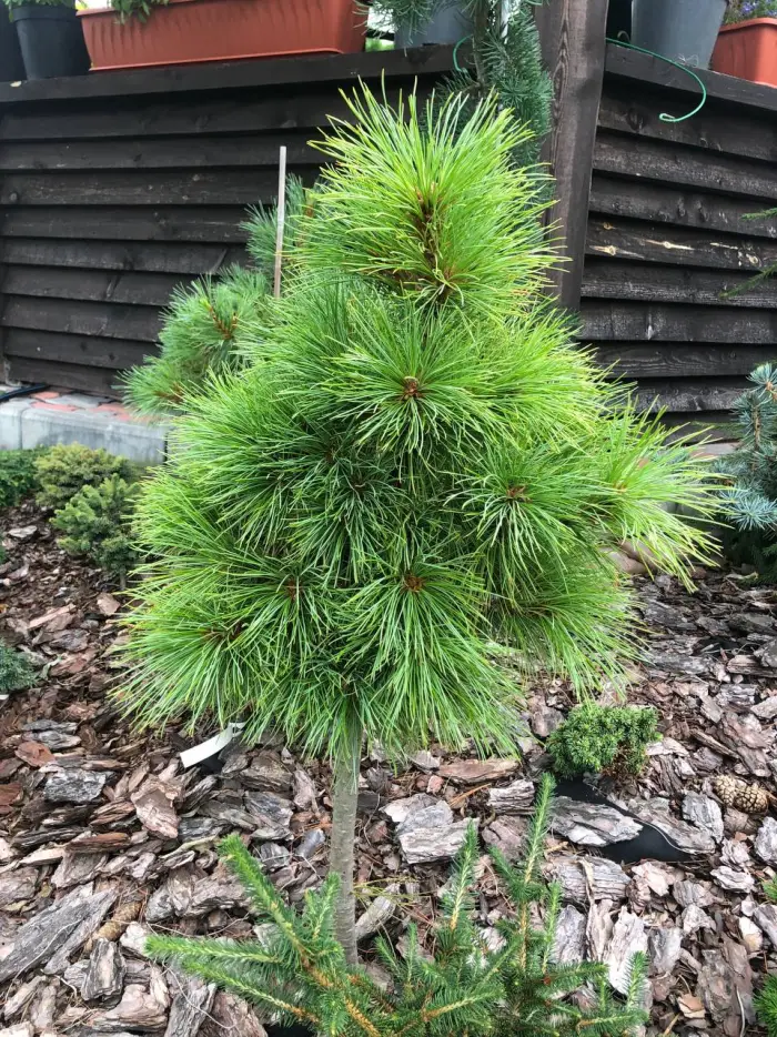 Прививка Pinus sibirica Ideal