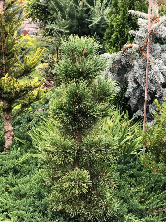 Прививка Pinus sibirica Izumrud