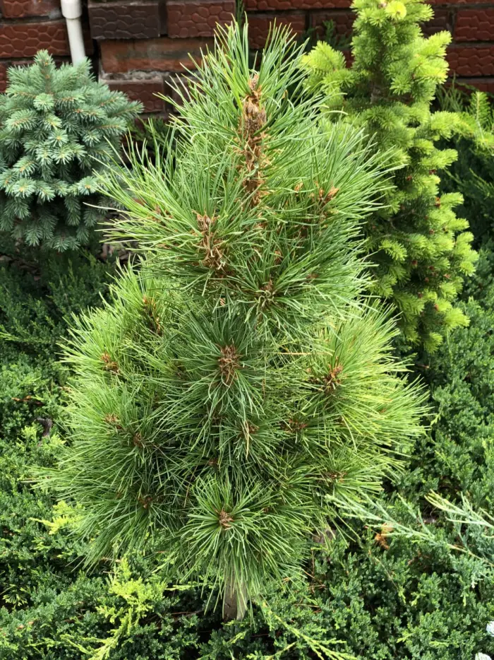 Прививка Pinus sibirica Oika-Noor