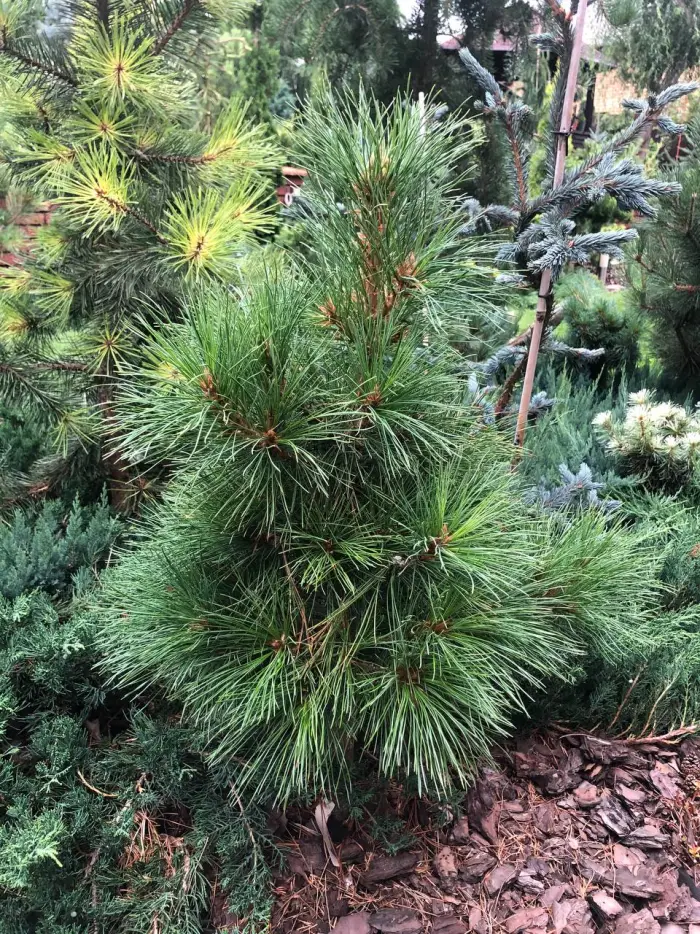Прививка Pinus sibirica President