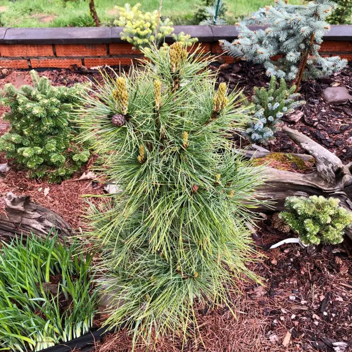Прививка Pinus sibirica Recordistka
