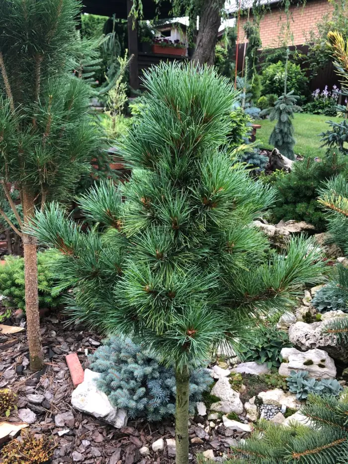 Прививка Pinus sibirica Seminskiy