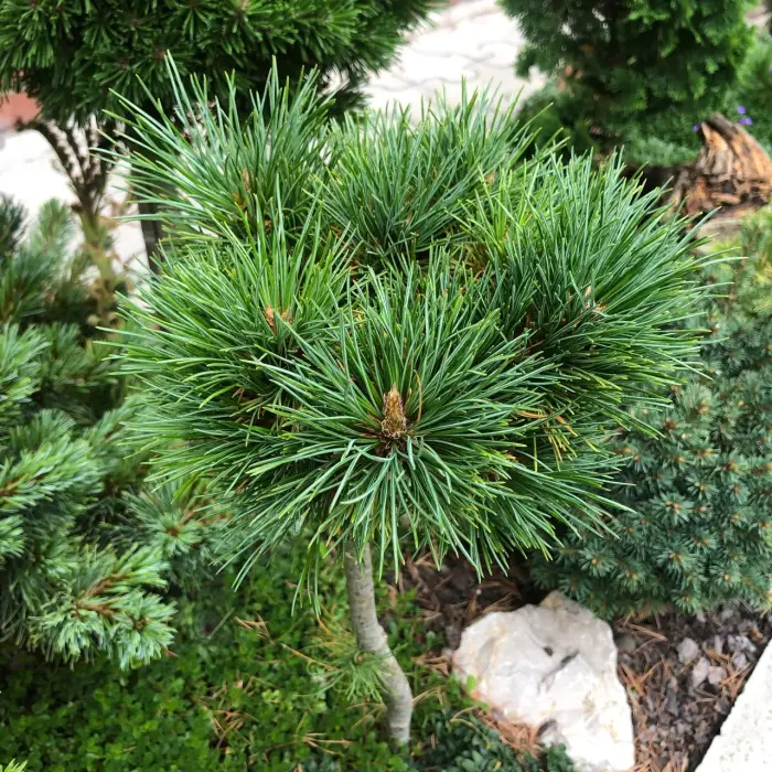 Прививка Pinus sibirica Tamagochi