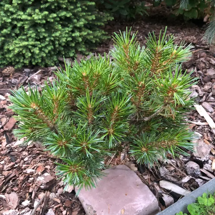 Прививка Pinus strobus Kruger's Liliput