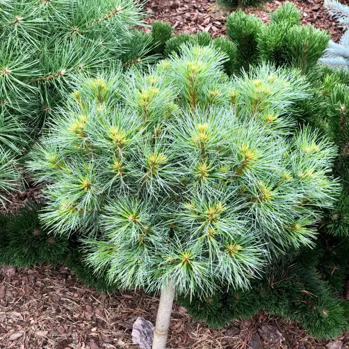 Прививка Pinus strobus Soft Touch