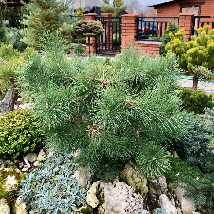 Прививка Pinus sylvestris Hillside Creeper