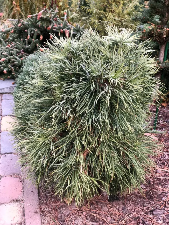 Прививка Pinus sylvestris Moseri
