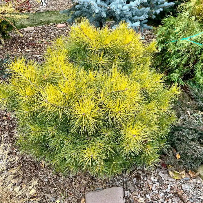 Прививка Pinus sylvestris Trollguld