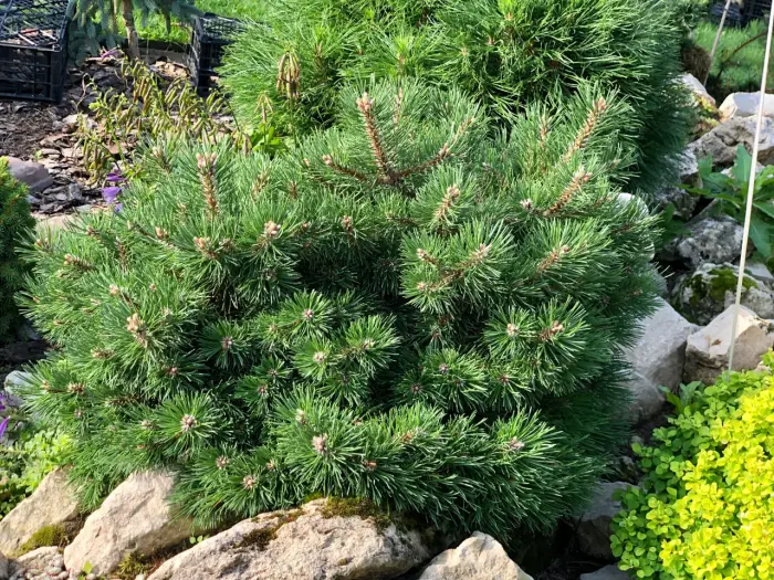Прививка Pinus uncinata Grune Welle