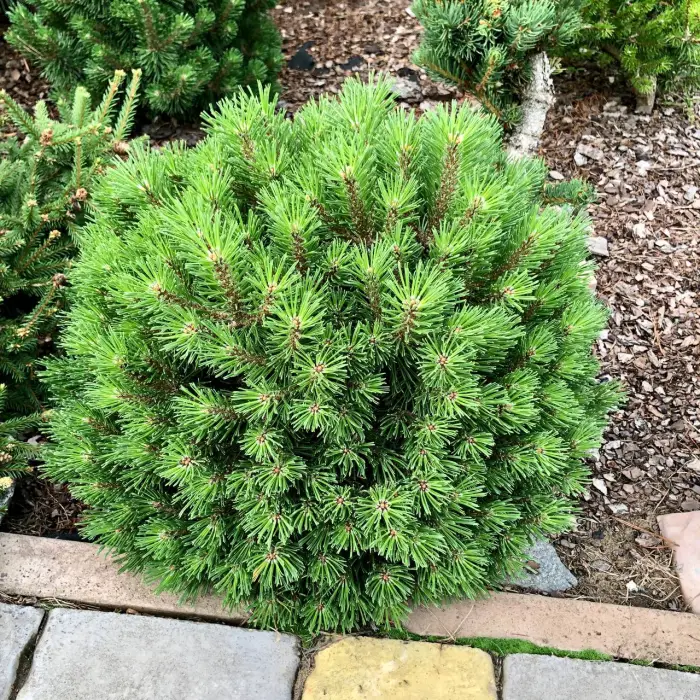 Прививка Pinus uncinata Susse Perle