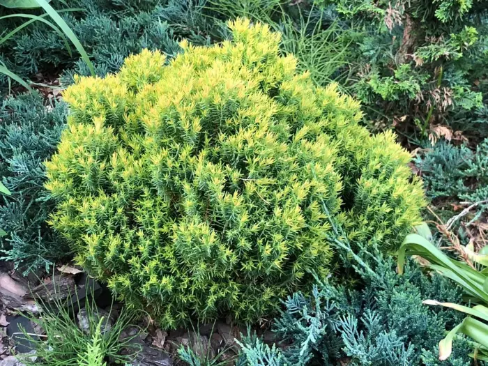 Черенок Thuja occidentalis Anniek